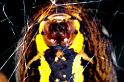 Argiope_bruennichi_P1510_Z_83_Les Gris_Frankrijk